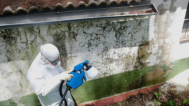 Top rated local Attic Mold Remediation specialists in Palm Springs, FL